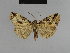  ( - BC ZSM Lep 48203)  @13 [ ] CreativeCommons - Attribution Non-Commercial Share-Alike (2010) Axel Hausmann/Bavarian State Collection of Zoology (ZSM) SNSB, Zoologische Staatssammlung Muenchen