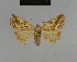  ( - BC ZSM Lep 48204)  @14 [ ] CreativeCommons - Attribution Non-Commercial Share-Alike (2010) Axel Hausmann/Bavarian State Collection of Zoology (ZSM) SNSB, Zoologische Staatssammlung Muenchen