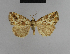  ( - BC ZSM Lep 48205)  @13 [ ] CreativeCommons - Attribution Non-Commercial Share-Alike (2010) Axel Hausmann/Bavarian State Collection of Zoology (ZSM) SNSB, Zoologische Staatssammlung Muenchen