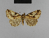  ( - BC ZSM Lep 48206)  @13 [ ] CreativeCommons - Attribution Non-Commercial Share-Alike (2010) Axel Hausmann/Bavarian State Collection of Zoology (ZSM) SNSB, Zoologische Staatssammlung Muenchen