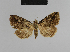  ( - BC ZSM Lep 48207)  @13 [ ] CreativeCommons - Attribution Non-Commercial Share-Alike (2010) Axel Hausmann/Bavarian State Collection of Zoology (ZSM) SNSB, Zoologische Staatssammlung Muenchen