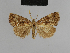  ( - BC ZSM Lep 48208)  @11 [ ] CreativeCommons - Attribution Non-Commercial Share-Alike (2010) Axel Hausmann/Bavarian State Collection of Zoology (ZSM) SNSB, Zoologische Staatssammlung Muenchen