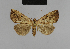  ( - BC ZSM Lep 48209)  @11 [ ] CreativeCommons - Attribution Non-Commercial Share-Alike (2010) Axel Hausmann/Bavarian State Collection of Zoology (ZSM) SNSB, Zoologische Staatssammlung Muenchen