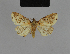  ( - BC ZSM Lep 48210)  @11 [ ] CreativeCommons - Attribution Non-Commercial Share-Alike (2010) Axel Hausmann/Bavarian State Collection of Zoology (ZSM) SNSB, Zoologische Staatssammlung Muenchen