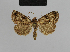  ( - BC ZSM Lep 48211)  @13 [ ] CreativeCommons - Attribution Non-Commercial Share-Alike (2010) Axel Hausmann/Bavarian State Collection of Zoology (ZSM) SNSB, Zoologische Staatssammlung Muenchen