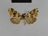  ( - BC ZSM Lep 48212)  @11 [ ] CreativeCommons - Attribution Non-Commercial Share-Alike (2010) Axel Hausmann/Bavarian State Collection of Zoology (ZSM) SNSB, Zoologische Staatssammlung Muenchen
