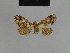  ( - BC ZSM Lep 48213)  @11 [ ] CreativeCommons - Attribution Non-Commercial Share-Alike (2010) Axel Hausmann/Bavarian State Collection of Zoology (ZSM) SNSB, Zoologische Staatssammlung Muenchen