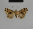  ( - BC ZSM Lep 48214)  @13 [ ] CreativeCommons - Attribution Non-Commercial Share-Alike (2010) Axel Hausmann/Bavarian State Collection of Zoology (ZSM) SNSB, Zoologische Staatssammlung Muenchen