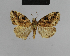  ( - BC ZSM Lep 48216)  @14 [ ] CreativeCommons - Attribution Non-Commercial Share-Alike (2010) Axel Hausmann/Bavarian State Collection of Zoology (ZSM) SNSB, Zoologische Staatssammlung Muenchen