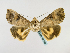  (Hypocala gaedei - BC ZSM Lep 48692)  @13 [ ] CreativeCommons - Attribution Non-Commercial Share-Alike (2011) Axel Hausmann/Bavarian State Collection of Zoology (ZSM) SNSB, Zoologische Staatssammlung Muenchen