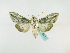  (Cucullia GB03Zm - BC ZSM Lep 48700)  @12 [ ] CreativeCommons - Attribution Non-Commercial Share-Alike (2011) Axel Hausmann/Bavarian State Collection of Zoology (ZSM) SNSB, Zoologische Staatssammlung Muenchen