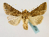  ( - BC ZSM Lep 48702)  @13 [ ] CreativeCommons - Attribution Non-Commercial Share-Alike (2011) Axel Hausmann/Bavarian State Collection of Zoology (ZSM) SNSB, Zoologische Staatssammlung Muenchen