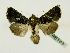  ( - BC ZSM Lep 48707)  @14 [ ] CreativeCommons - Attribution Non-Commercial Share-Alike (2011) Axel Hausmann/Bavarian State Collection of Zoology (ZSM) SNSB, Zoologische Staatssammlung Muenchen