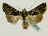  (Ctenoplusia melanocephala - BC ZSM Lep 48708)  @14 [ ] CreativeCommons - Attribution Non-Commercial Share-Alike (2011) Axel Hausmann/Bavarian State Collection of Zoology (ZSM) SNSB, Zoologische Staatssammlung Muenchen