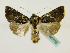  ( - BC ZSM Lep 48709)  @14 [ ] CreativeCommons - Attribution Non-Commercial Share-Alike (2011) Axel Hausmann/Bavarian State Collection of Zoology (ZSM) SNSB, Zoologische Staatssammlung Muenchen