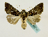  ( - BC ZSM Lep 48710)  @14 [ ] CreativeCommons - Attribution Non-Commercial Share-Alike (2011) Axel Hausmann/Bavarian State Collection of Zoology (ZSM) SNSB, Zoologische Staatssammlung Muenchen