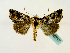  (Trichoplusia photeina - BC ZSM Lep 48717)  @14 [ ] CreativeCommons - Attribution Non-Commercial Share-Alike (2011) Axel Hausmann/Bavarian State Collection of Zoology (ZSM) SNSB, Zoologische Staatssammlung Muenchen