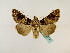 ( - BC ZSM Lep 48720)  @12 [ ] CreativeCommons - Attribution Non-Commercial Share-Alike (2011) Axel Hausmann/Bavarian State Collection of Zoology (ZSM) SNSB, Zoologische Staatssammlung Muenchen