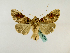  ( - BC ZSM Lep 48721)  @12 [ ] CreativeCommons - Attribution Non-Commercial Share-Alike (2011) Axel Hausmann/Bavarian State Collection of Zoology (ZSM) SNSB, Zoologische Staatssammlung Muenchen