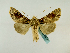  ( - BC ZSM Lep 48724)  @12 [ ] CreativeCommons - Attribution Non-Commercial Share-Alike (2011) Axel Hausmann/Bavarian State Collection of Zoology (ZSM) SNSB, Zoologische Staatssammlung Muenchen