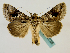  (Vittaplusia molybdina - BC ZSM Lep 48726)  @14 [ ] CreativeCommons - Attribution Non-Commercial Share-Alike (2011) Axel Hausmann/Bavarian State Collection of Zoology (ZSM) SNSB, Zoologische Staatssammlung Muenchen