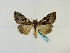  ( - BC ZSM Lep 48731)  @13 [ ] CreativeCommons - Attribution Non-Commercial Share-Alike (2011) Axel Hausmann/Bavarian State Collection of Zoology (ZSM) SNSB, Zoologische Staatssammlung Muenchen