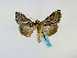  ( - BC ZSM Lep 48732)  @13 [ ] CreativeCommons - Attribution Non-Commercial Share-Alike (2011) Axel Hausmann/Bavarian State Collection of Zoology (ZSM) SNSB, Zoologische Staatssammlung Muenchen