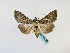  ( - BC ZSM Lep 48733)  @13 [ ] CreativeCommons - Attribution Non-Commercial Share-Alike (2011) Axel Hausmann/Bavarian State Collection of Zoology (ZSM) SNSB, Zoologische Staatssammlung Muenchen