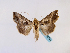  ( - BC ZSM Lep 48744)  @14 [ ] CreativeCommons - Attribution Non-Commercial Share-Alike (2011) Axel Hausmann/Bavarian State Collection of Zoology (ZSM) SNSB, Zoologische Staatssammlung Muenchen