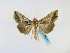  ( - BC ZSM Lep 48749)  @14 [ ] CreativeCommons - Attribution Non-Commercial Share-Alike (2011) Axel Hausmann/Bavarian State Collection of Zoology (ZSM) SNSB, Zoologische Staatssammlung Muenchen