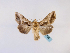  ( - BC ZSM Lep 48750)  @14 [ ] CreativeCommons - Attribution Non-Commercial Share-Alike (2011) Axel Hausmann/Bavarian State Collection of Zoology (ZSM) SNSB, Zoologische Staatssammlung Muenchen