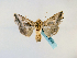  ( - BC ZSM Lep 48751)  @14 [ ] CreativeCommons - Attribution Non-Commercial Share-Alike (2011) Axel Hausmann/Bavarian State Collection of Zoology (ZSM) SNSB, Zoologische Staatssammlung Muenchen