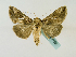  ( - BC ZSM Lep 48752)  @14 [ ] CreativeCommons - Attribution Non-Commercial Share-Alike (2011) Axel Hausmann/Bavarian State Collection of Zoology (ZSM) SNSB, Zoologische Staatssammlung Muenchen
