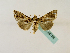  ( - BC ZSM Lep 48759)  @13 [ ] CreativeCommons - Attribution Non-Commercial Share-Alike (2011) Axel Hausmann/Bavarian State Collection of Zoology (ZSM) SNSB, Zoologische Staatssammlung Muenchen