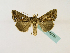  (Ctenoplusia amydra - BC ZSM Lep 48761)  @13 [ ] CreativeCommons - Attribution Non-Commercial Share-Alike (2011) Axel Hausmann/Bavarian State Collection of Zoology (ZSM) SNSB, Zoologische Staatssammlung Muenchen
