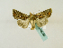  ( - BC ZSM Lep 48763)  @12 [ ] CreativeCommons - Attribution Non-Commercial Share-Alike (2011) Axel Hausmann/Bavarian State Collection of Zoology (ZSM) SNSB, Zoologische Staatssammlung Muenchen