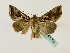  ( - BC ZSM Lep 48769)  @14 [ ] CreativeCommons - Attribution Non-Commercial Share-Alike (2011) Axel Hausmann/Bavarian State Collection of Zoology (ZSM) SNSB, Zoologische Staatssammlung Muenchen