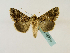  ( - BC ZSM Lep 48770)  @14 [ ] CreativeCommons - Attribution Non-Commercial Share-Alike (2011) Axel Hausmann/Bavarian State Collection of Zoology (ZSM) SNSB, Zoologische Staatssammlung Muenchen
