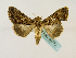  ( - BC ZSM Lep 48772)  @14 [ ] CreativeCommons - Attribution Non-Commercial Share-Alike (2011) Axel Hausmann/Bavarian State Collection of Zoology (ZSM) SNSB, Zoologische Staatssammlung Muenchen