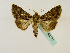  ( - BC ZSM Lep 48773)  @14 [ ] CreativeCommons - Attribution Non-Commercial Share-Alike (2011) Axel Hausmann/Bavarian State Collection of Zoology (ZSM) SNSB, Zoologische Staatssammlung Muenchen