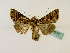  (Ctenoplusia triteia - BC ZSM Lep 48775)  @14 [ ] CreativeCommons - Attribution Non-Commercial Share-Alike (2011) Axel Hausmann/Bavarian State Collection of Zoology (ZSM) SNSB, Zoologische Staatssammlung Muenchen