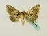  (Ctenoplusia furcifera - BC ZSM Lep 48777)  @14 [ ] CreativeCommons - Attribution Non-Commercial Share-Alike (2011) Axel Hausmann/Bavarian State Collection of Zoology (ZSM) SNSB, Zoologische Staatssammlung Muenchen