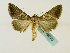  ( - BC ZSM Lep 48779)  @13 [ ] CreativeCommons - Attribution Non-Commercial Share-Alike (2011) Axel Hausmann/Bavarian State Collection of Zoology (ZSM) SNSB, Zoologische Staatssammlung Muenchen