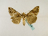  ( - BC ZSM Lep 48780)  @13 [ ] CreativeCommons - Attribution Non-Commercial Share-Alike (2011) Axel Hausmann/Bavarian State Collection of Zoology (ZSM) SNSB, Zoologische Staatssammlung Muenchen