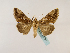  ( - BC ZSM Lep 48781)  @13 [ ] CreativeCommons - Attribution Non-Commercial Share-Alike (2011) Axel Hausmann/Bavarian State Collection of Zoology (ZSM) SNSB, Zoologische Staatssammlung Muenchen