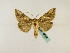  ( - BC ZSM Lep 48784)  @13 [ ] CreativeCommons - Attribution Non-Commercial Share-Alike (2011) Axel Hausmann/Bavarian State Collection of Zoology (ZSM) SNSB, Zoologische Staatssammlung Muenchen