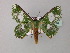  ( - BC ZSM Lep 59713)  @12 [ ] CreativeCommons - Attribution Non-Commercial Share-Alike (2011) Axel Hausmann/Bavarian State Collection of Zoology (ZSM) SNSB, Zoologische Staatssammlung Muenchen