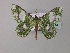  ( - BC ZSM Lep 59714)  @12 [ ] CreativeCommons - Attribution Non-Commercial Share-Alike (2011) Axel Hausmann/Bavarian State Collection of Zoology (ZSM) SNSB, Zoologische Staatssammlung Muenchen
