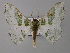  ( - BC ZSM Lep 59717)  @14 [ ] CreativeCommons - Attribution Non-Commercial Share-Alike (2011) Axel Hausmann/Bavarian State Collection of Zoology (ZSM) SNSB, Zoologische Staatssammlung Muenchen