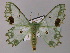  ( - BC ZSM Lep 59718)  @11 [ ] CreativeCommons - Attribution Non-Commercial Share-Alike (2011) Axel Hausmann/Bavarian State Collection of Zoology (ZSM) SNSB, Zoologische Staatssammlung Muenchen